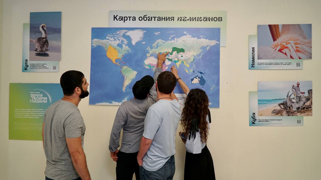 Где обитают пеликаны мира?