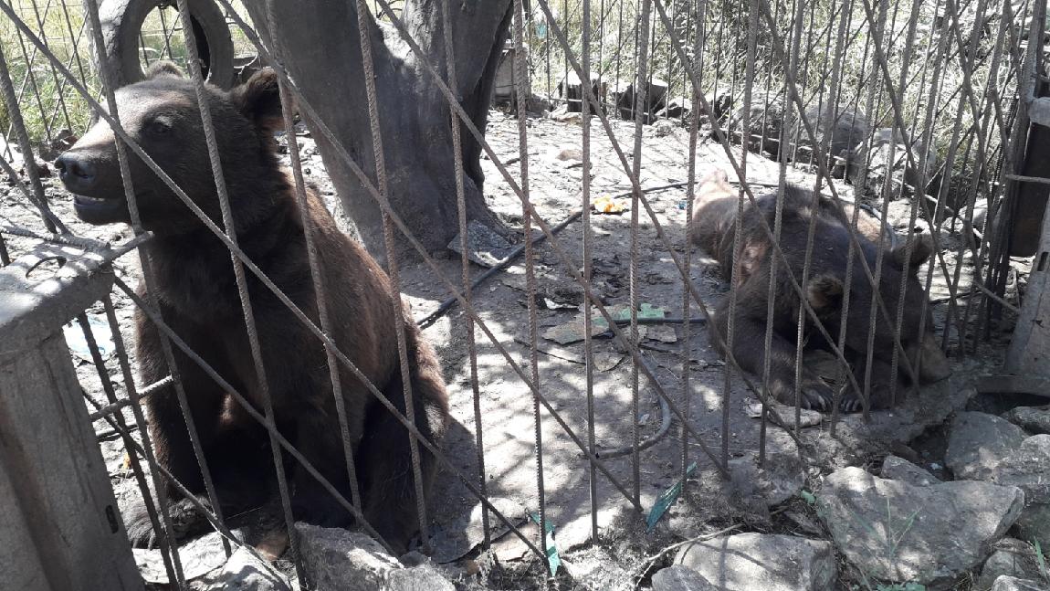 У владельца конфискуют бурых медведей Мишу и Гришу из-за ненадлежащих условий