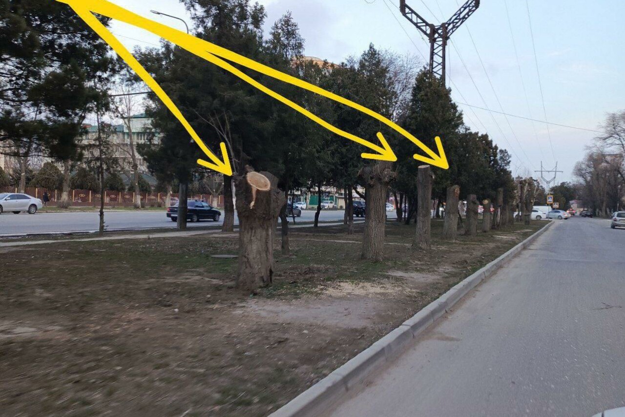 В Махачкале разбираются в причинах незаконной вырубки деревьев