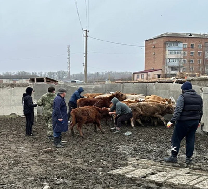В отдельных городах республики отмечается значительное снижение числа жалоб на безнадзорных сельскохозяйственных животных