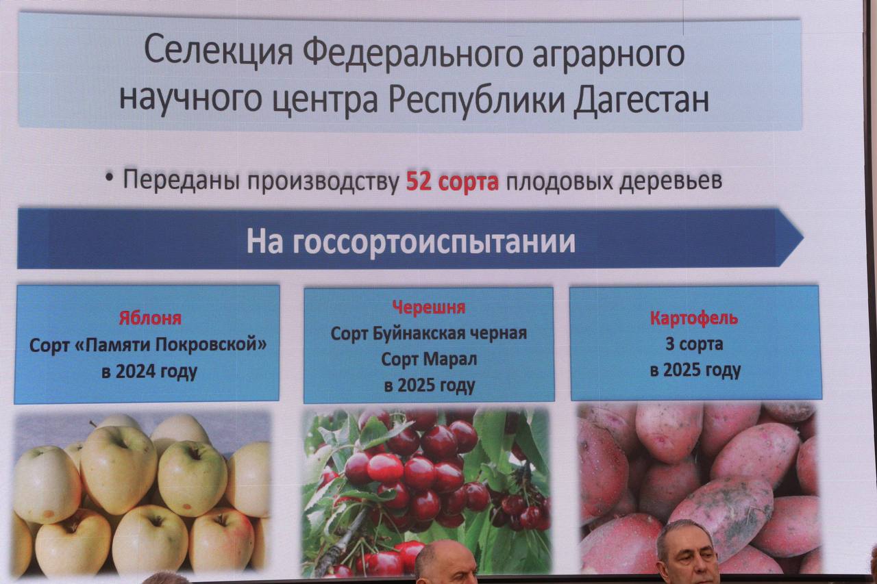 В Дагестане выведут первые собственные сорта картофеля к 2027 году