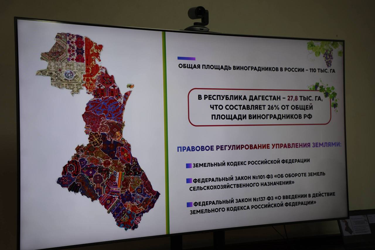 В Дагестане планируют увеличить площади виноградников до 34,7 тыс. га к 2035 году